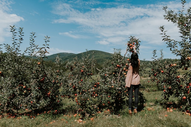 young woman picks apples from small trees in orchard
