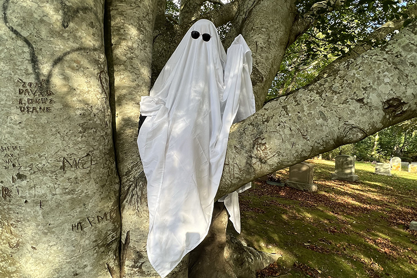 sheet ghost costume wearing sunglasses in tree midday